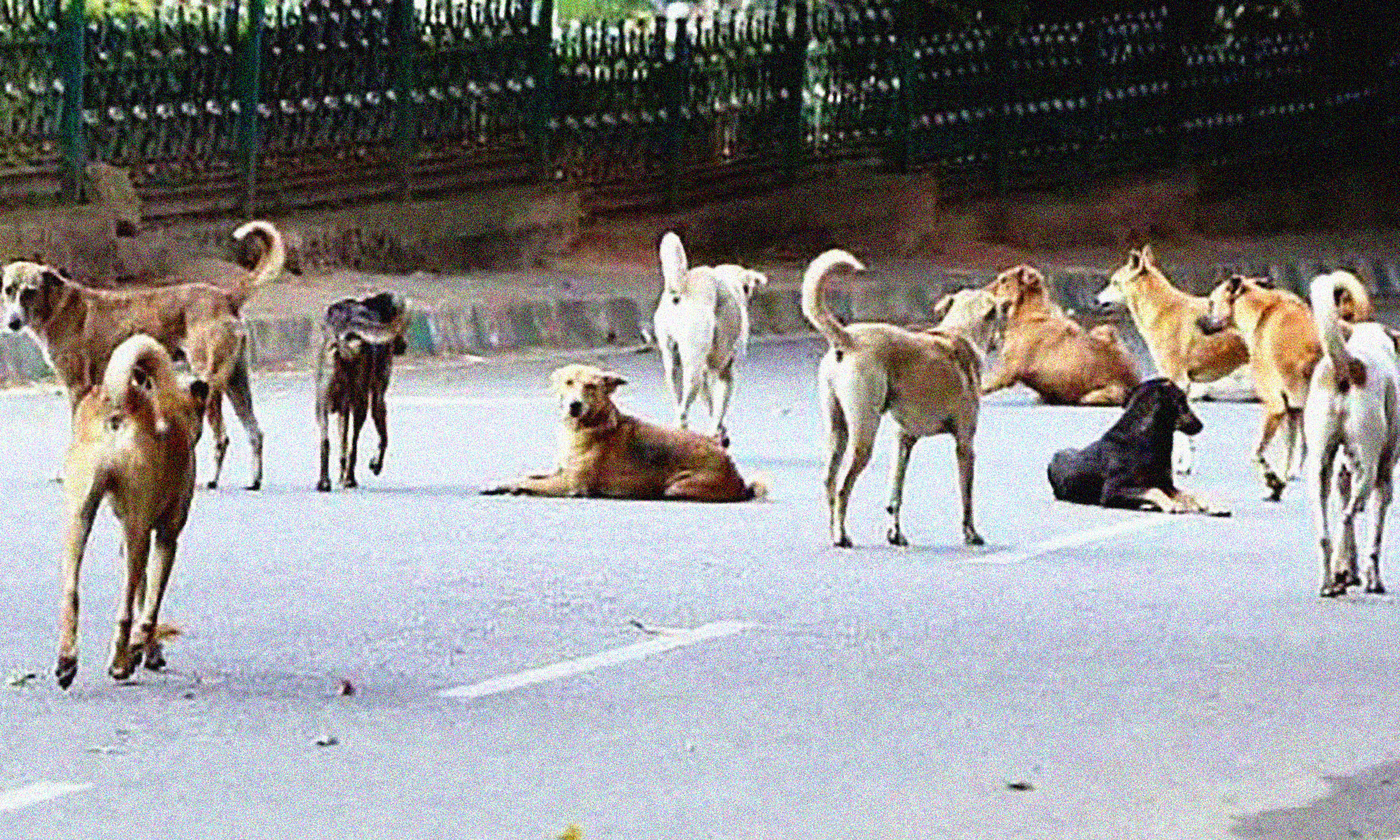 Street-Dogs-2.jpg