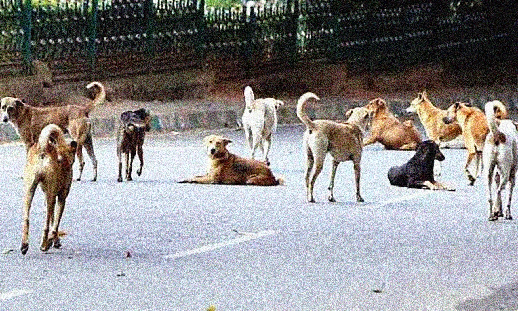 Street-Dogs-2.jpg